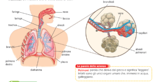 Scienze Pagina 2 Maestra Stella